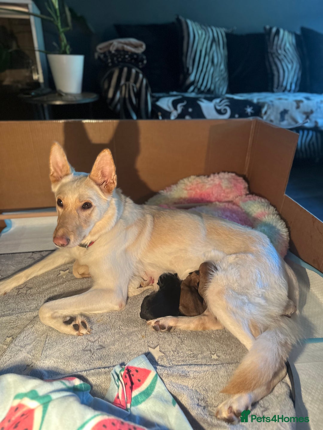 Mixed Breed dogs for sale: Black Sheprador male - Advert 1