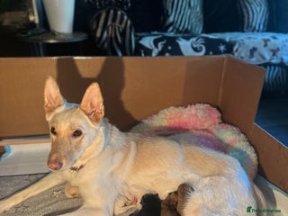 Mixed Breed dogs Black Sheprador male - Advert 1