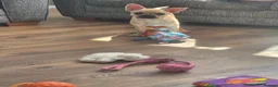 Mixed Breed dogs for sale: Chihuahua × frenchie in Grays - Advert 4