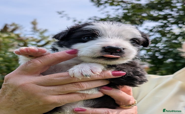 Border Collie dogs - Advert 2