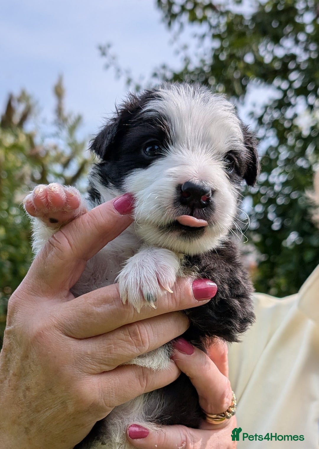 Border Collie dogs for sale: Border Collie Pups - house reared - Image 1