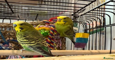 Budgerigars birds - Advert 9