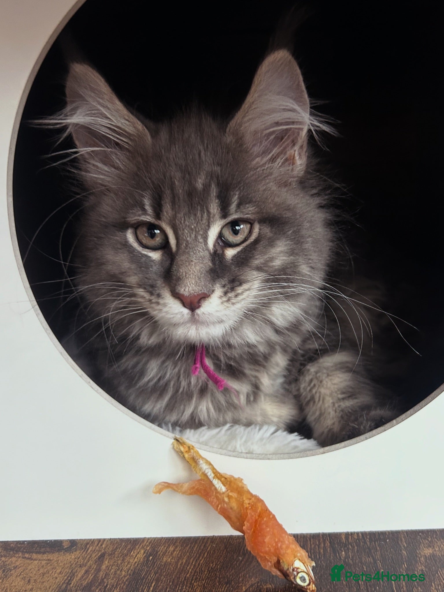Maine Coon cats TICA Registered XXL Russian Bloodline Maine Coons - Advert 2