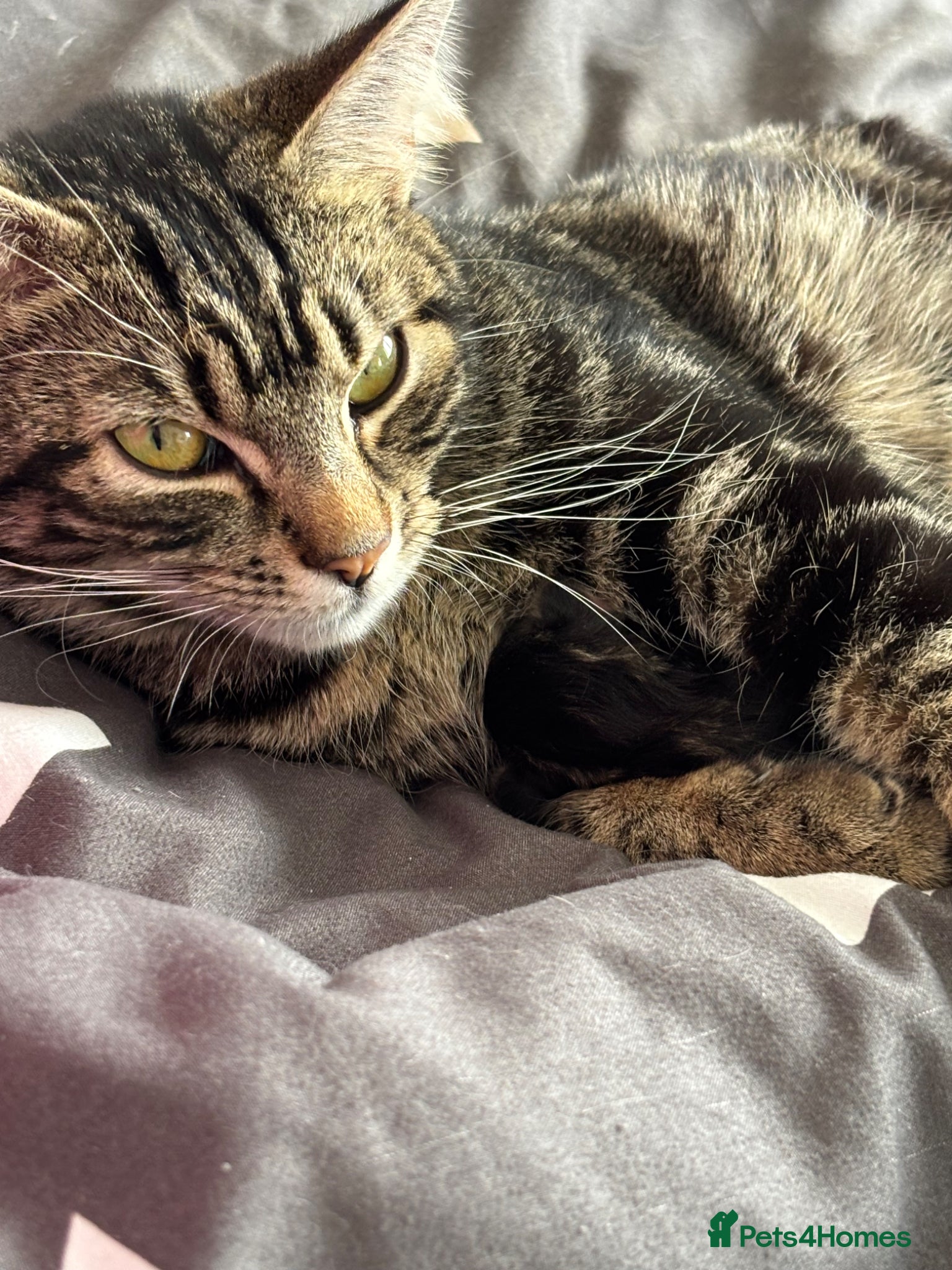 Domestic Shorthair cats for sale: 3 Kittens Looking For Forever Homes in Leiston - Advert 1