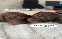 Miniature Dachshund dogs for sale: Exceptional quality long haired mini dachshunds - Image 6