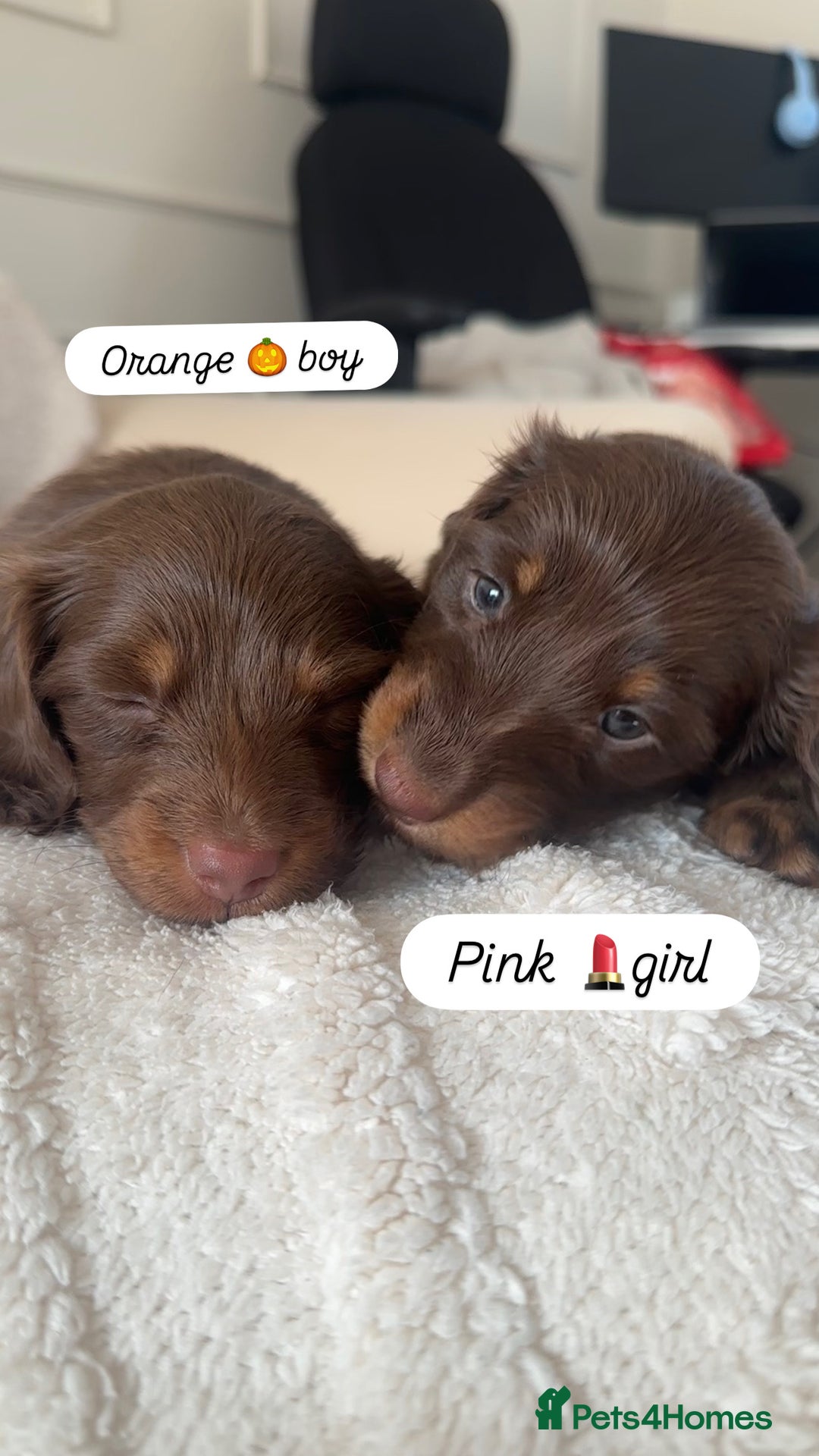 Miniature Dachshund dogs for sale: Exceptional quality long haired mini dachshunds - Image 6