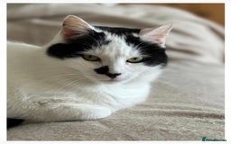 Domestic Shorthair cats for sale: Shy Lexi looking for a new home  - Image 3