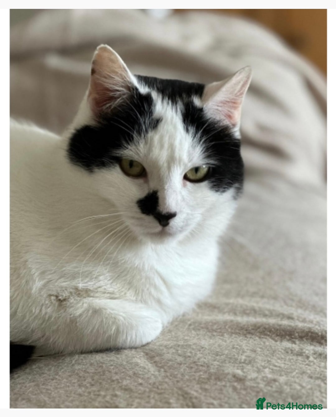 Domestic Shorthair cats for sale: Shy Lexi looking for a new home  - Image 3