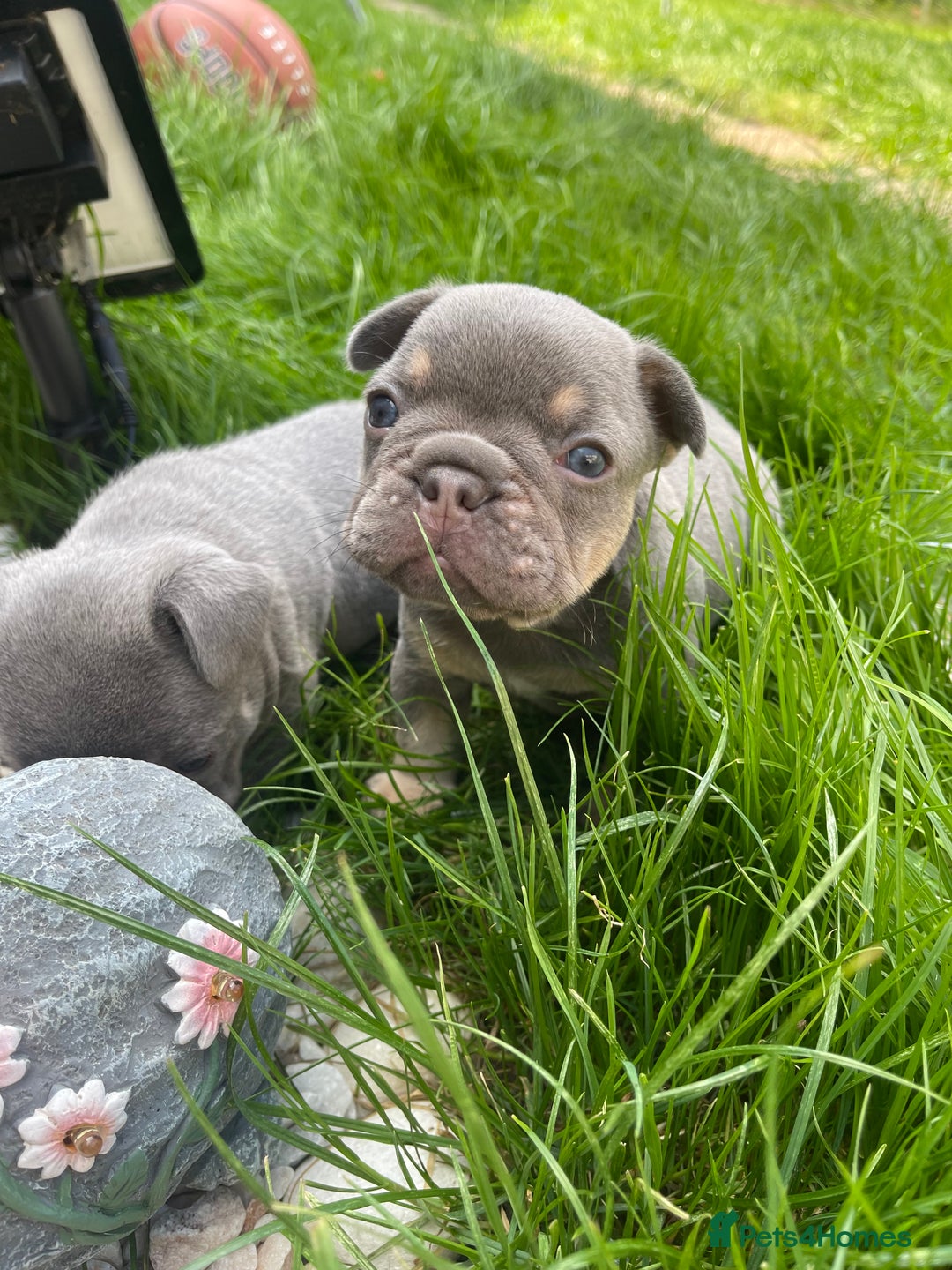 French Bulldog dogs for sale: KC registered french bulldogs  - Image 27