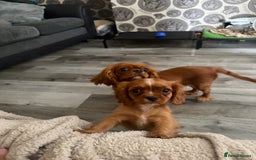 Cavalier King Charles Spaniel dogs for sale: DNA clear cavalier puppies ready now  - Image 18