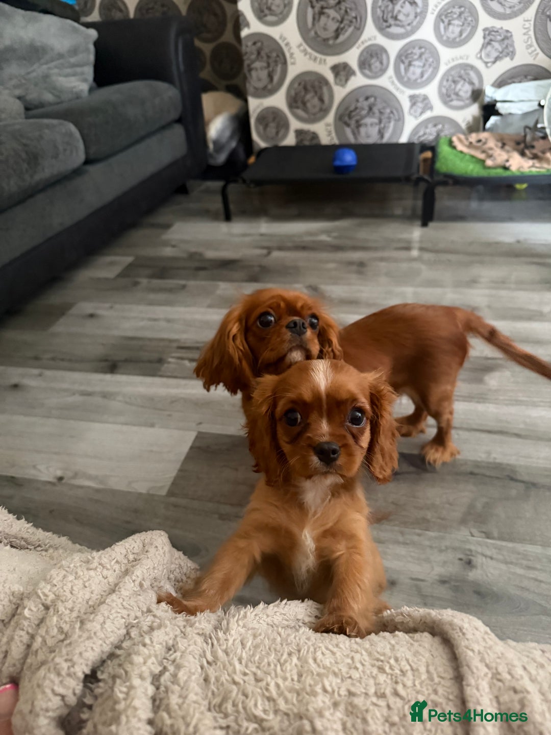 Cavalier King Charles Spaniel dogs for sale: DNA clear cavalier puppies ready now  - Image 18
