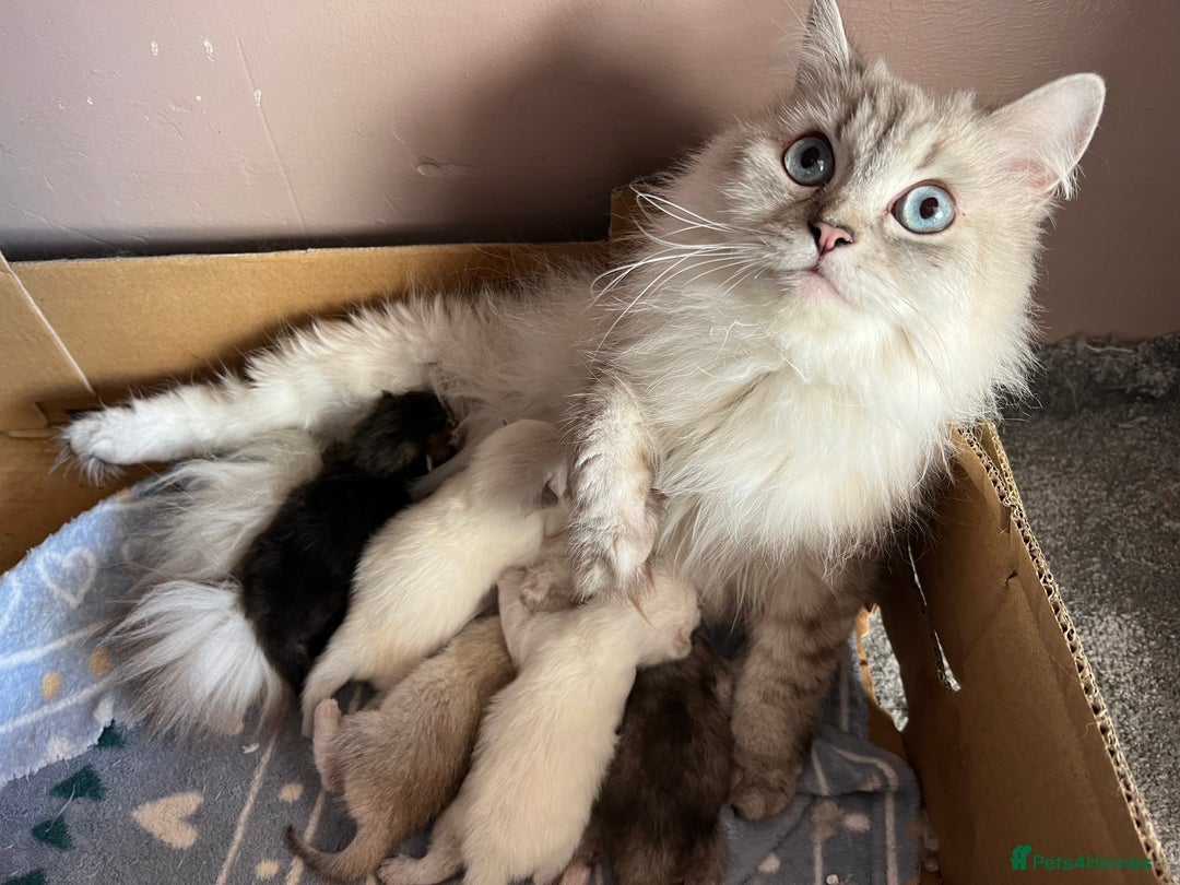 British Shorthair cats for sale: British longhair Golden point TICA active  - Image 7