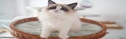 Ragdoll cats for sale: TICA register seal bicolor girl  - Advert 3