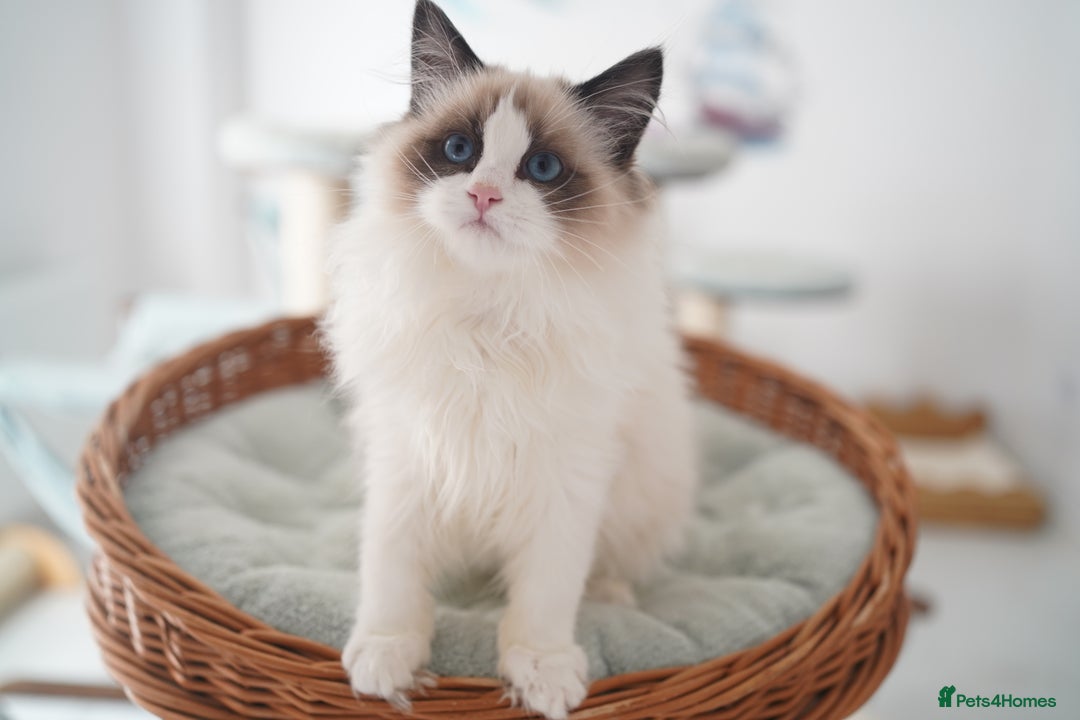 Ragdoll cats for sale: TICA register seal bicolor girl  - Advert 3
