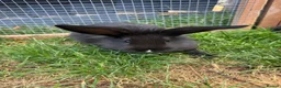 Mini Lion Lop rabbits for sale: Adorable bunnies for sale  - Advert 8