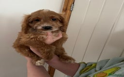 Cockapoo dogs for sale: Beautiful F1 Cockapoo puppies - Image 27