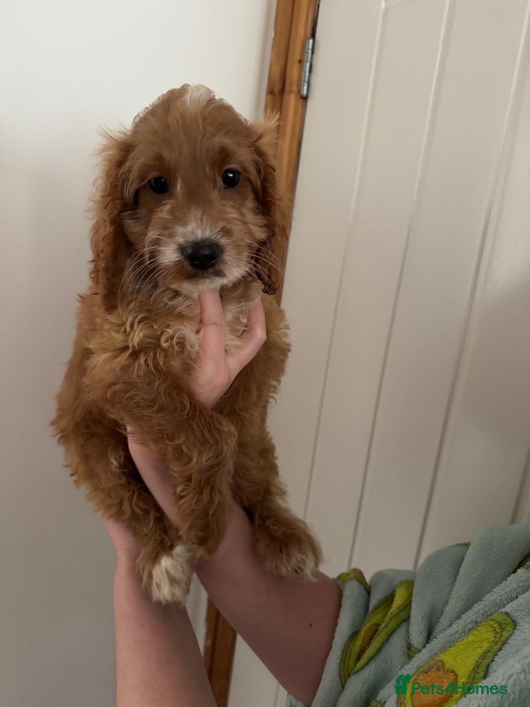 Cockapoo dogs for sale: Beautiful F1 Cockapoo puppies - Image 27