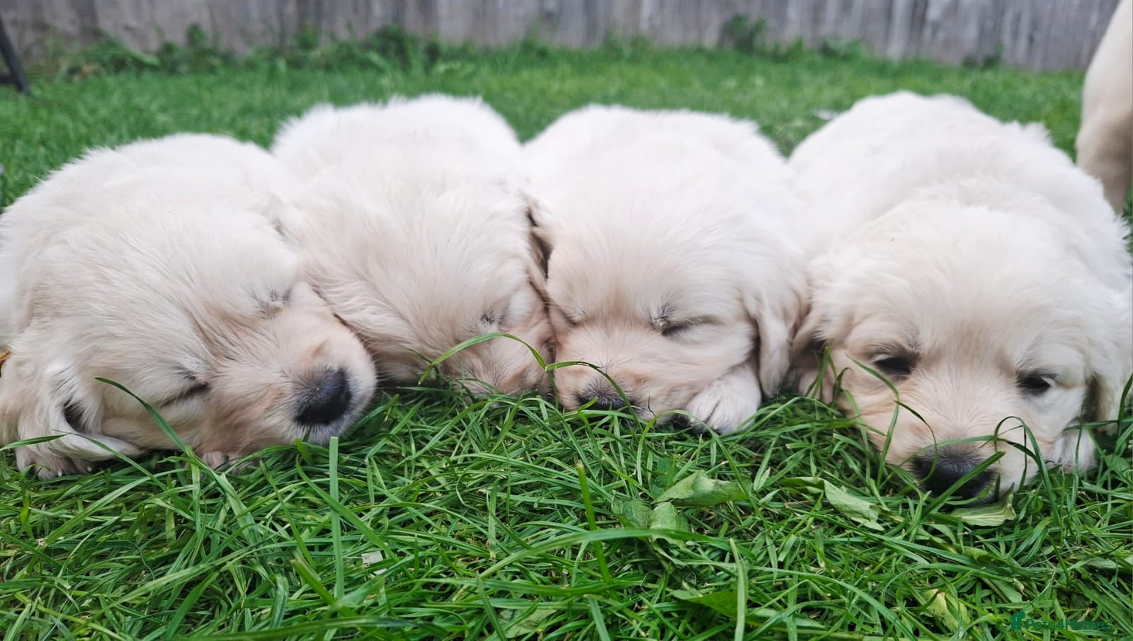 Golden Retriever dogs Golden Retriever Puppies  - Advert 9
