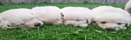 Golden Retriever dogs for sale: Golden Retriever Puppies  - Advert 1