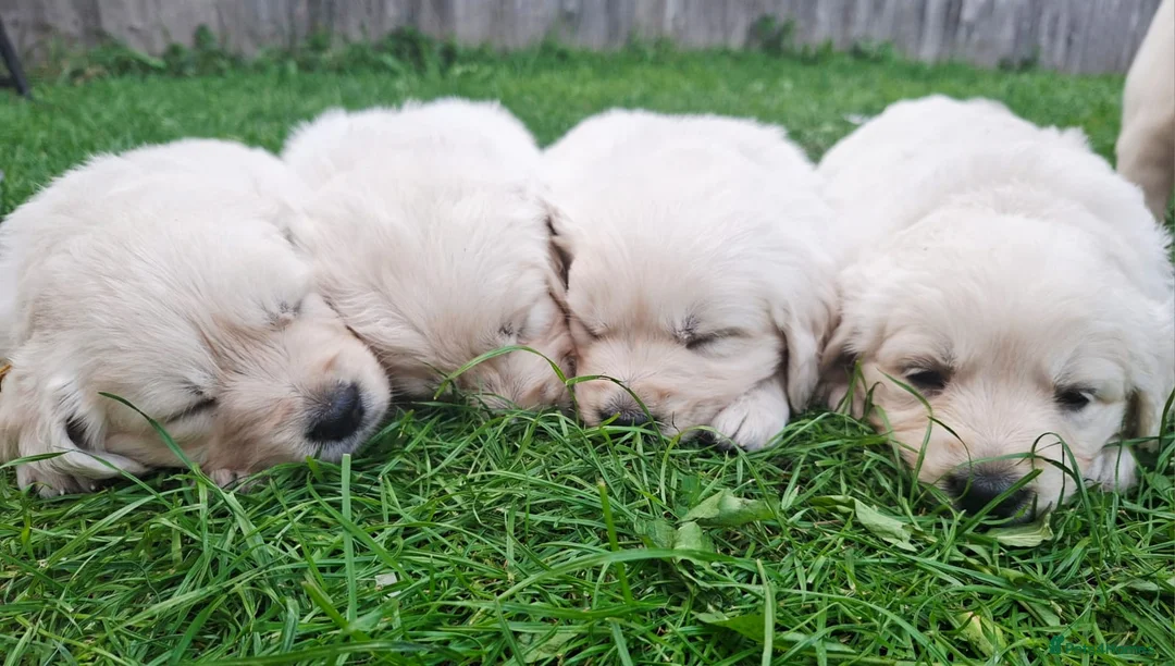 Golden Retriever dogs for sale: Golden Retriever Puppies  - Advert 1
