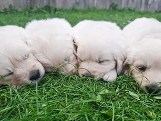 Golden Retriever dogs Golden Retriever Puppies - Advert 1