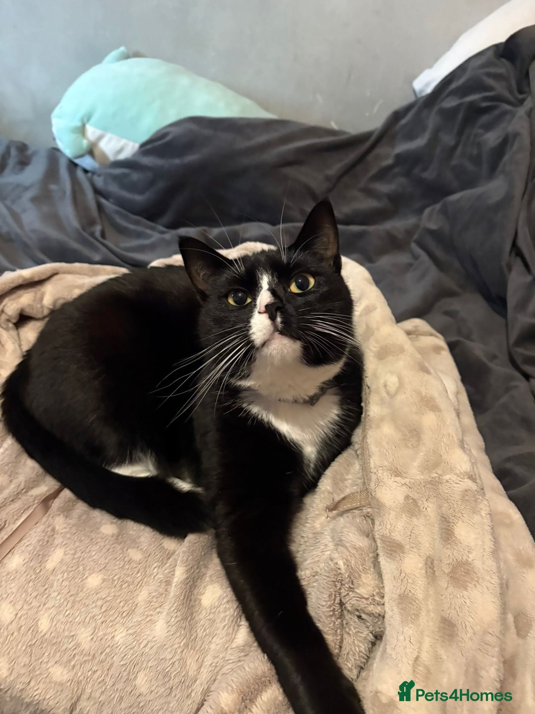 Mixed Breed cats for sale: Otis male cat - Image 3