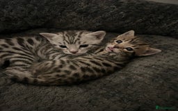 Bengal cats for sale: One remaining Male Bengal for sale - Image 8