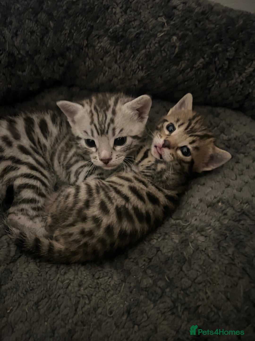 Bengal cats for sale: One remaining Male Bengal for sale - Image 8