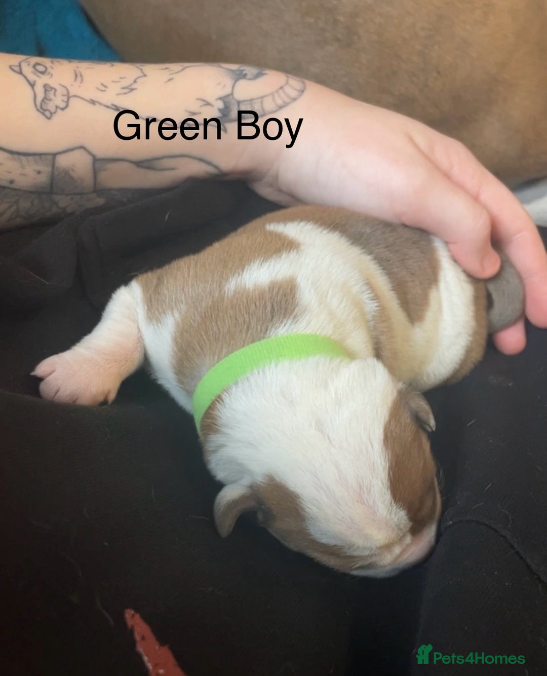 Mixed Breed dogs for sale: American Bulldog x Staffordshire Terrier puppies - Advert 19