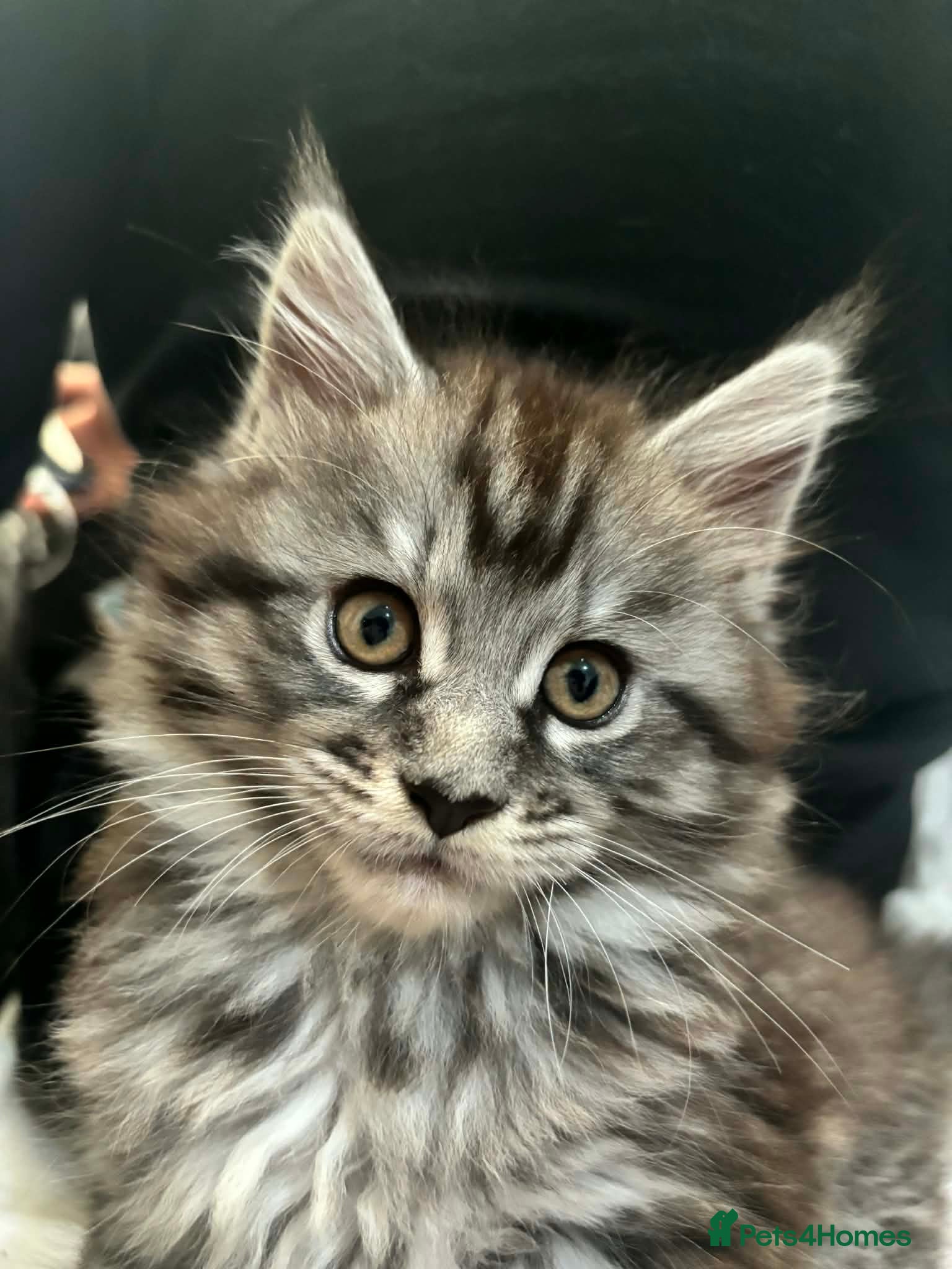 Maine Coon cats Stunning Mainecoon Kitten ONE LEFT  - Advert 1