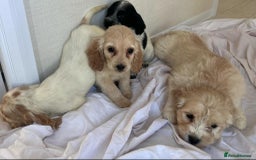 Cockapoo dogs for sale: Stunning cockapoo puppies - Image 21