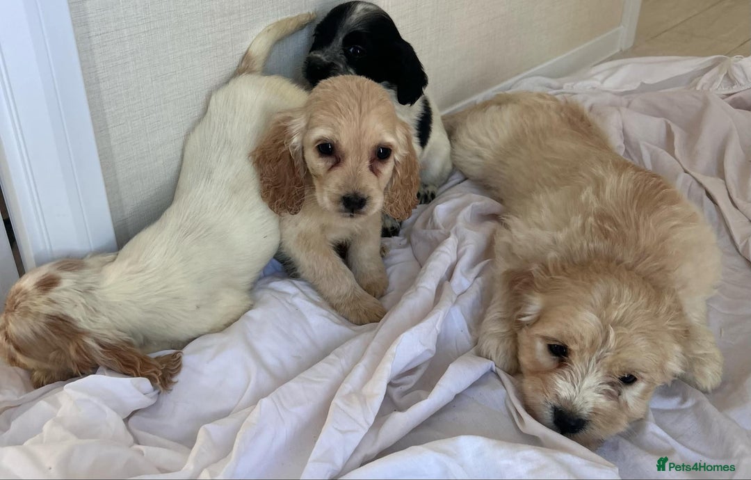 Cockapoo dogs for sale: Stunning cockapoo puppies - Image 21