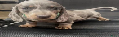 Dachshund 1