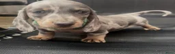 Dachshund dogs for sale: Miniature dachshund dapple 2 boys 2 girls - Advert 1
