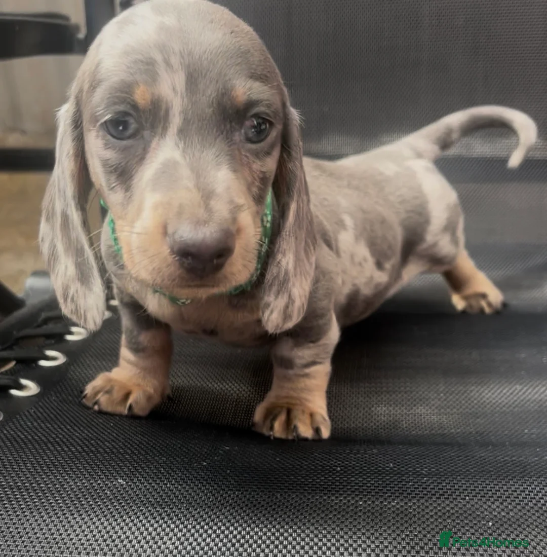 Dachshund dogs for sale: Miniature dachshund dapple 2 boys 2 girls - Advert 1