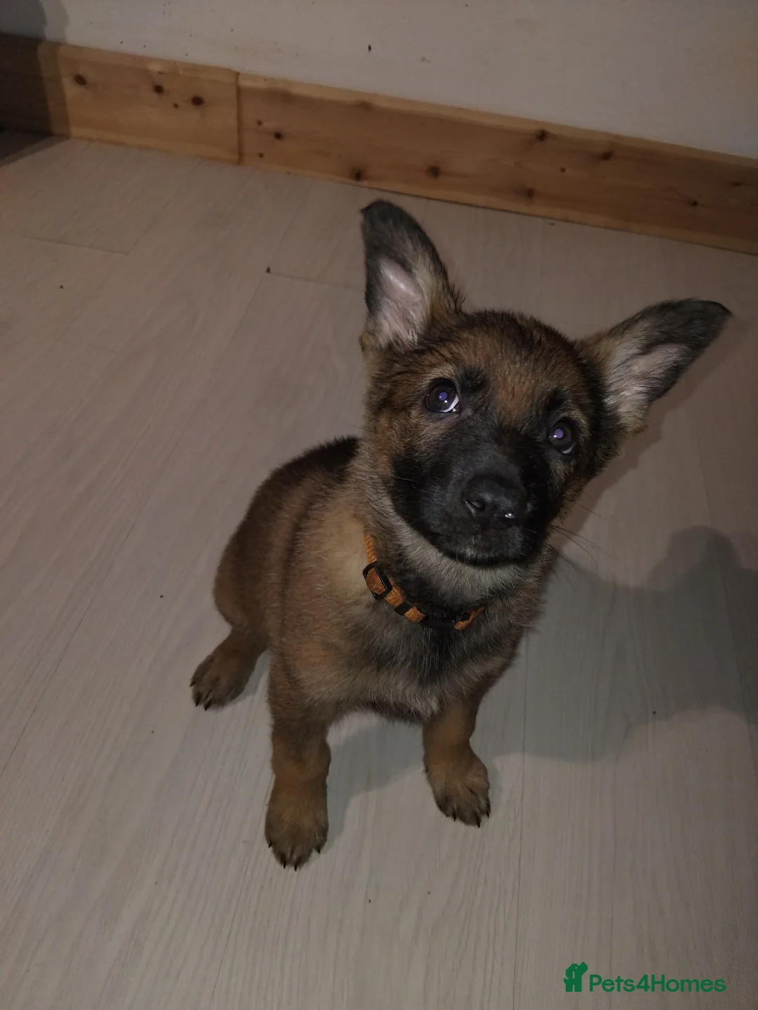 German Shepherd dogs for sale: German shepherd Czech line pups kc registered  - Advert 20
