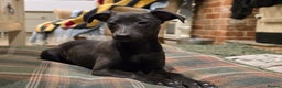 Whippet dogs for sale: Black whippet female - Advert 1
