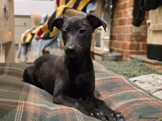 Whippet dogs Black whippet female - Advert 17