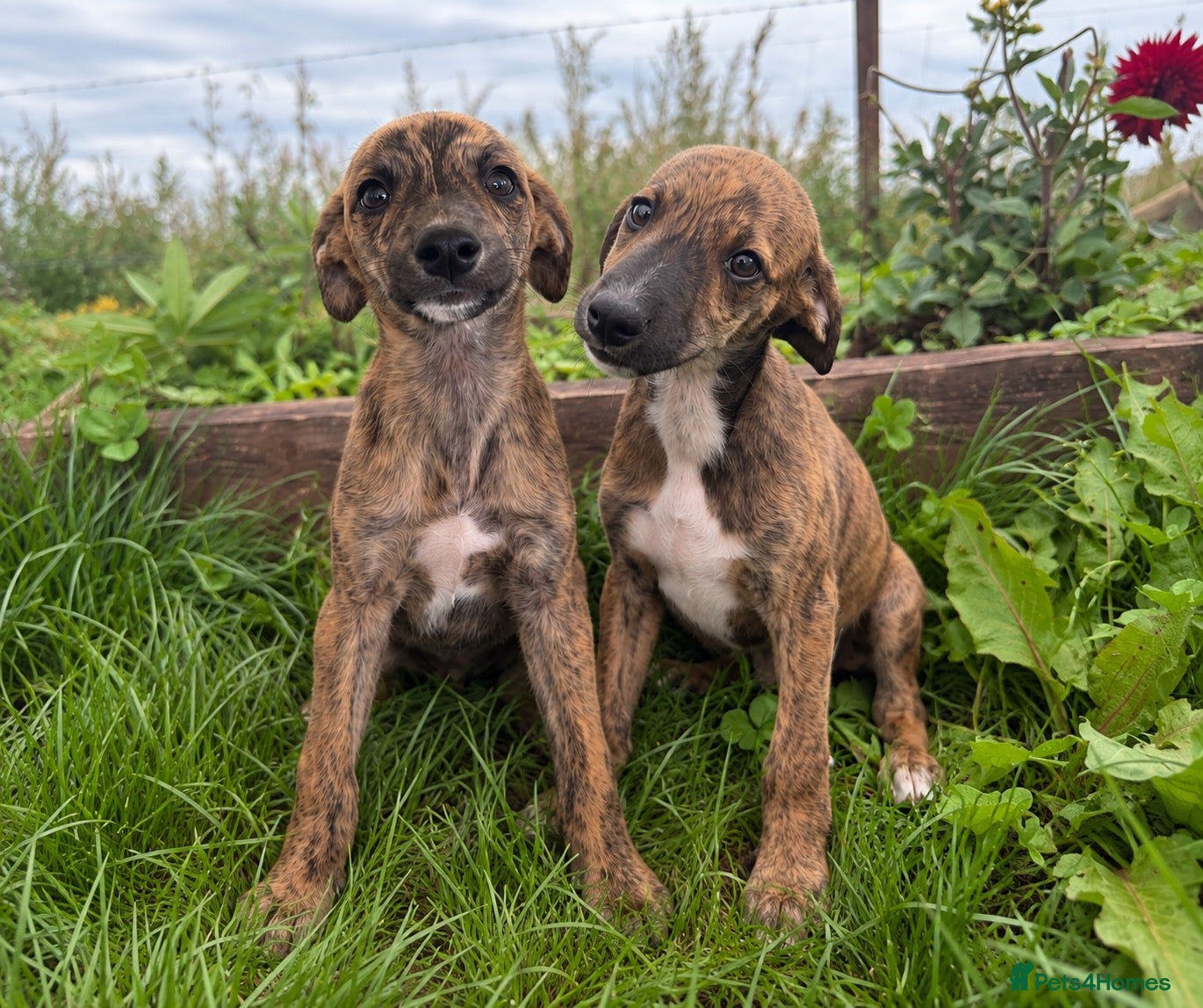 Whippet dogs Beautiful whippets- Last two boys remaining  - Advert 1