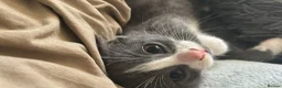 Mixed Breed cats for sale: 3 kittens for sale  - Advert 3