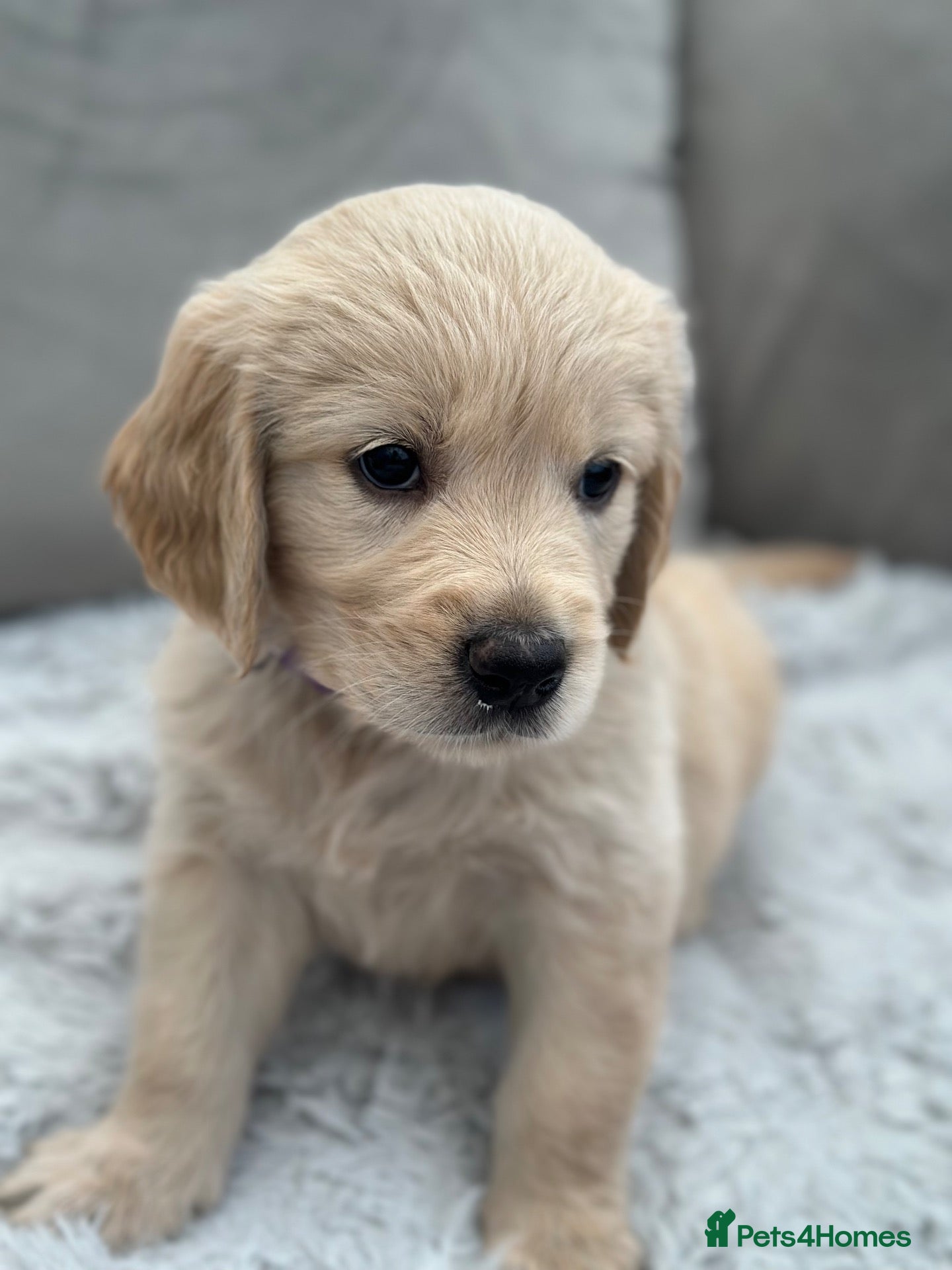 Golden Retriever dogs *Beautiful KC Golden retriever puppies* - Advert 1