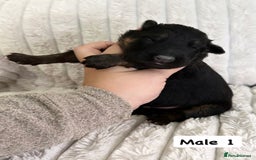 German Shepherd dogs for sale: BIG BONDED, LONG HAIRED GSD PUPPYS  - Image 10