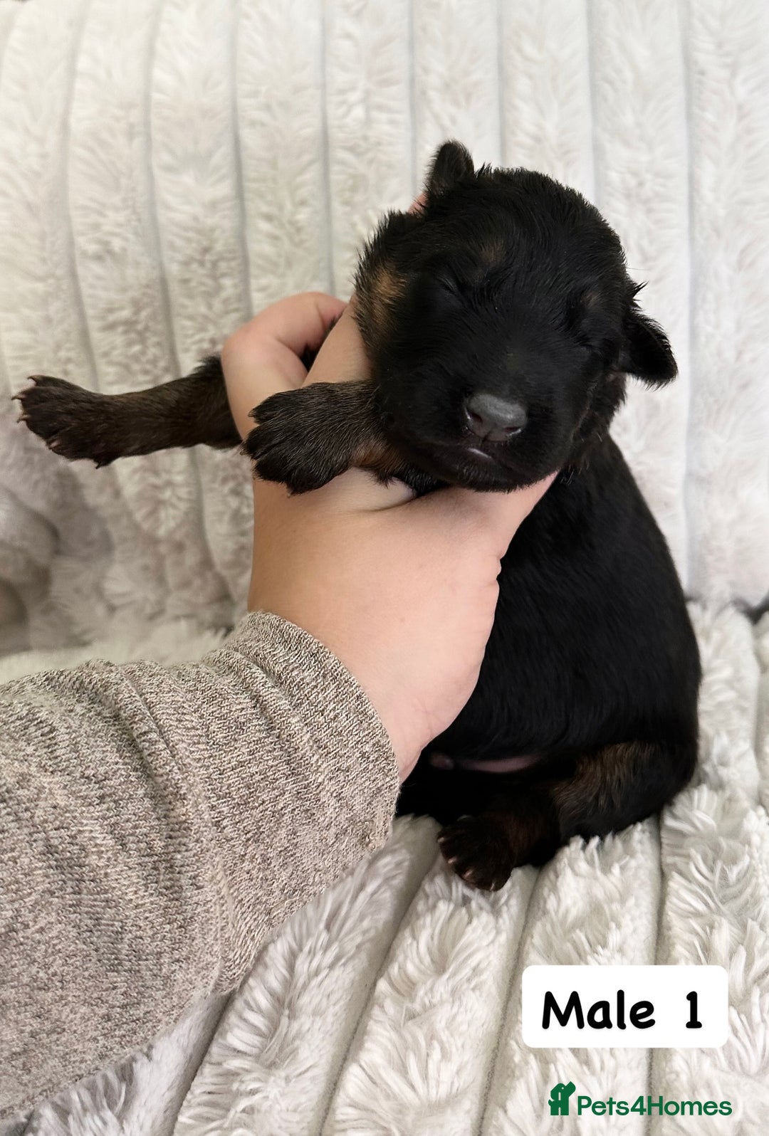 German Shepherd dogs for sale: BIG BONDED, LONG HAIRED GSD PUPPYS  - Image 10