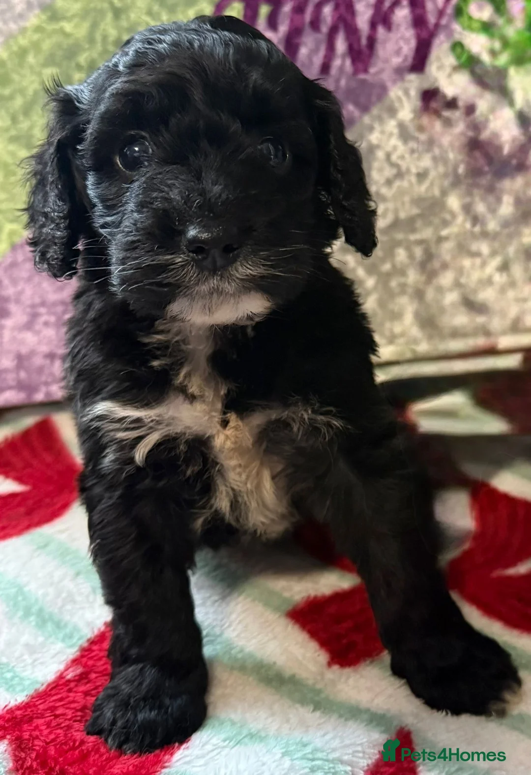 Cockapoo dogs for sale: F1 various mini cockapoos 30 dna health tested clr - Advert 10