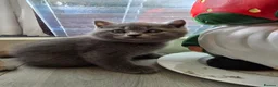 British Shorthair cats for sale: British shorthair kittens  - Advert 14