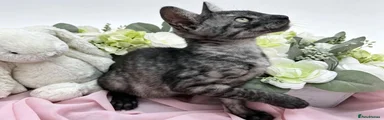 Egyptian Mau 4