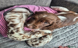 English Springer Spaniel dogs for sale: Springer spaniel puppies - Image 10