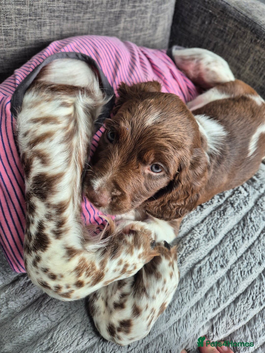English Springer Spaniel dogs for sale: Springer spaniel puppies - Image 10