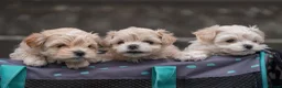 Maltipoo dogs for sale: Beautiful Multipoo Puppies in Perth - Advert 3
