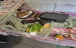 Guinea Pig rodents for sale: 2 male skinny pigs  - Image 2